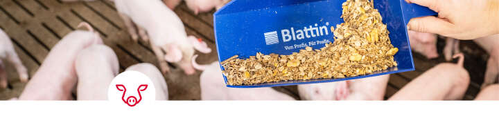 einstiegsbanner schwein Stickstoffausscheidungen vermindern einstiegsbanner schwein Stickstoffausscheidungen vermindern